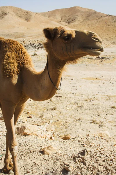 Kamel, Sommertag — Stockfoto