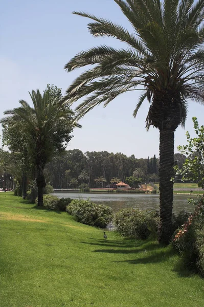 Belo parque de verão — Fotografia de Stock