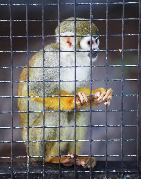 動物園のリスザル — ストック写真