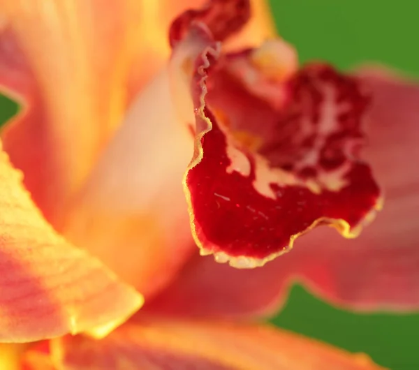 Orchidée rose. gros plan — Photo