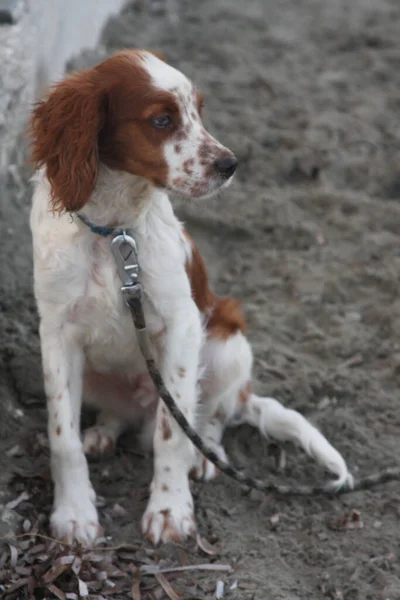 Hund sittande på stranden — Stockfoto