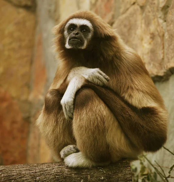 Affe im Zoo — Stockfoto