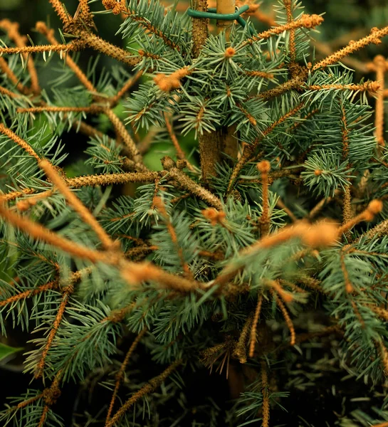 Semenzali di pino, abete rosso, abete rosso, sequoia e altre conifere in vaso in vivaio. — Foto Stock