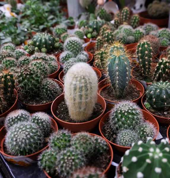 Vários tipos de vasos de cacto verde na loja — Fotografia de Stock