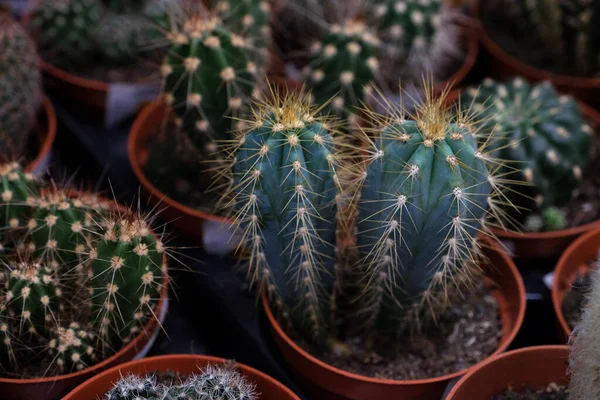 Různé typy zelených kaktusů v obchodě — Stock fotografie