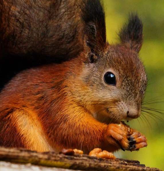 Wild red fluffy squirrel in the village eating nuts — Stock Photo, Image