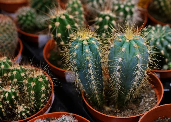 Diverse soorten groene cactus potten in de winkel, close up — Stockfoto