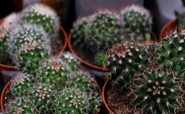 Různé typy zelených kaktusů hrnce v obchodě, zavřít — Stock fotografie