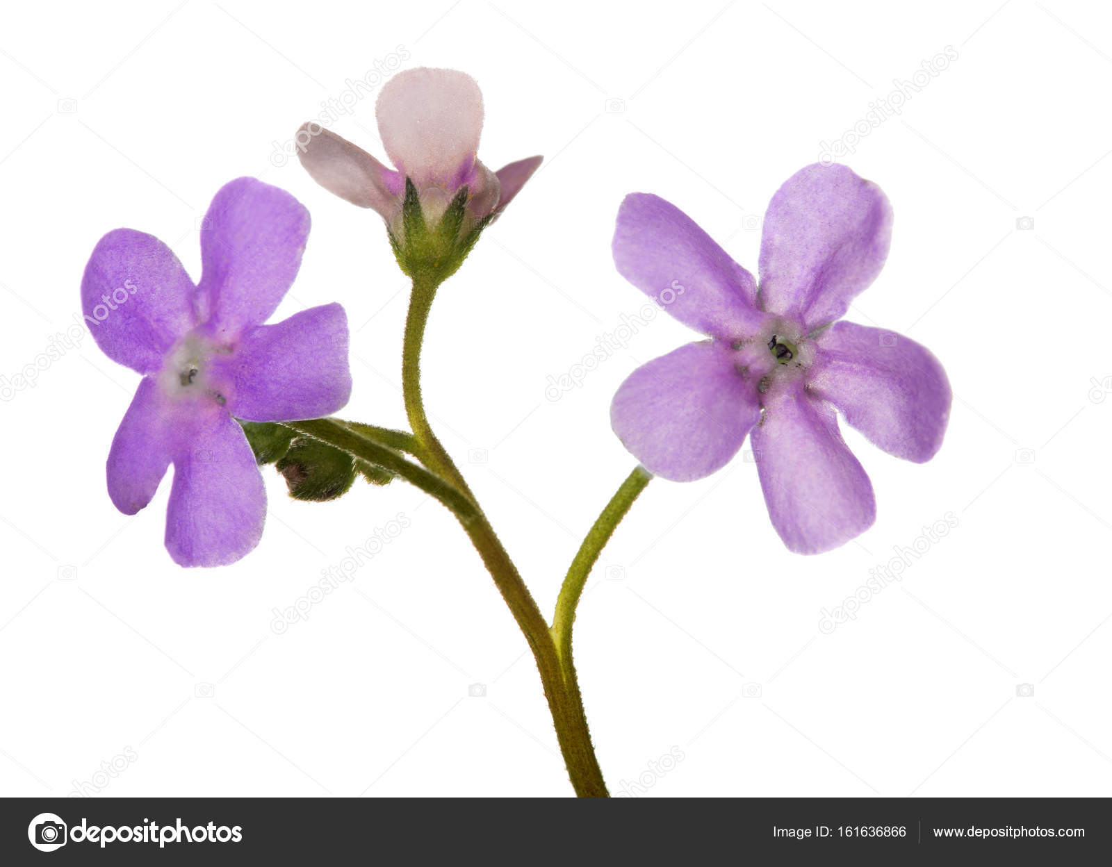 Small Three Pink Forget Me Not Flowers On White Stock Photo Image By C Dr Pas Small Three Pink Forget Me Not Flowers On White Stock Photo Image By C Dr Pas