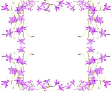 izole pembe campanula çiçekli çerçeve