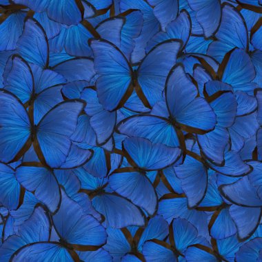 kesintisiz mavi Morfo kökenli