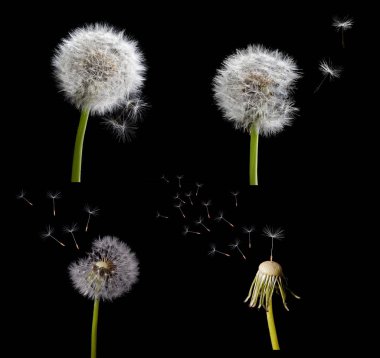eski siyah izole dandelions ayarla