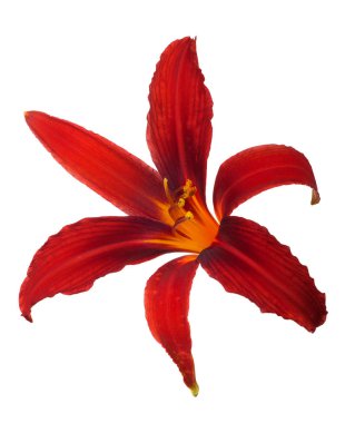 Beyaz koyu kırmızı lily çiçek