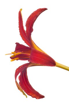 izole koyu kırmızı lily çiçek