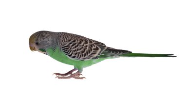 beyaz izole gree muhabbet kuşu