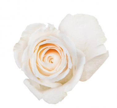 güzel ışık bloom üzerinde beyaz gül.
