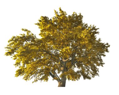 altın büyük meşe ağacı üzerinde beyaz izole