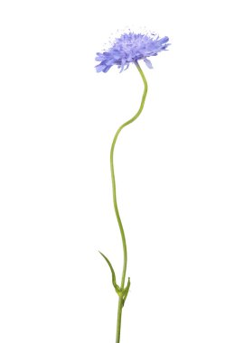 kavisli kök üzerinde mavi çiçek