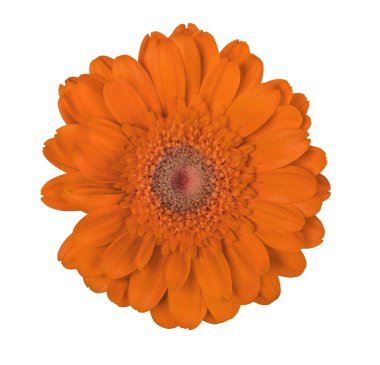 izole küçük turuncu çiçek