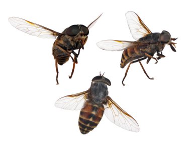 şeritli küme üç kahverengi izole üzerinde beyaz sinekler