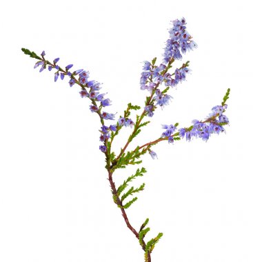 izole mavi renk heather şube