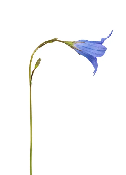 Isoliert auf weißer blauer Glockenblume — Stockfoto