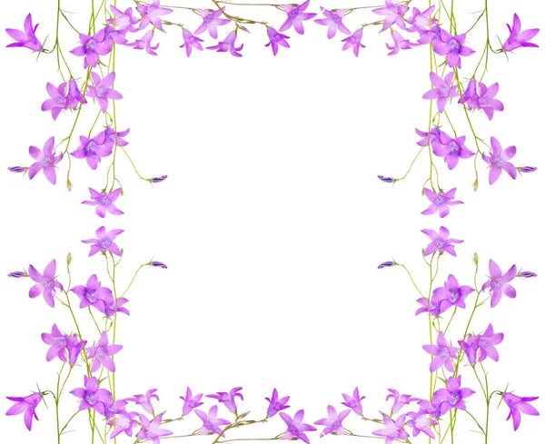 กรอบดอกไม้แคมปานูลสีชมพูที่โดดเดี่ยว — ภาพถ่ายสต็อก