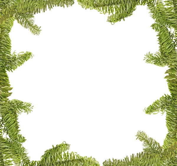 Green frame from tree branches on white — Stock Photo, Image