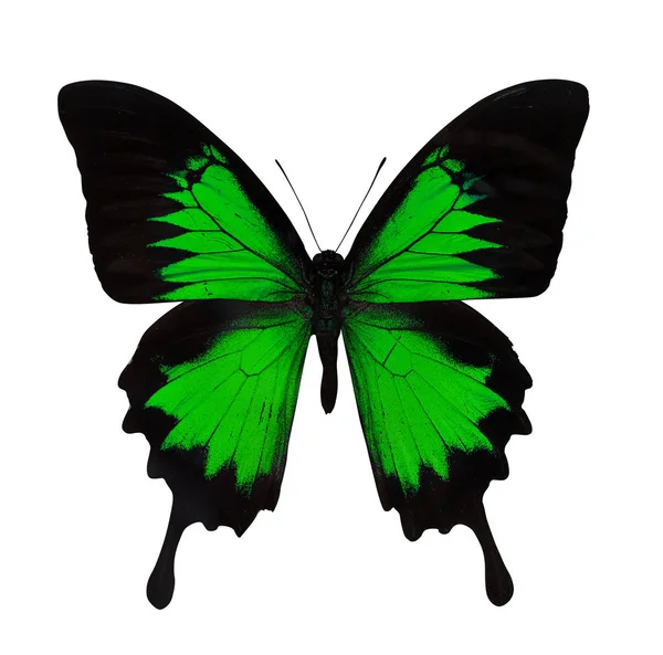 Single bright green butterfly — Stock Photo, Image