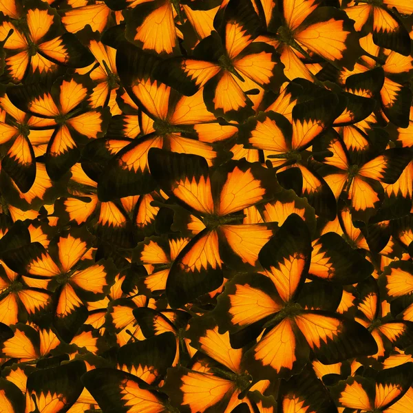 Naadloze achtergrond van Oranje vlinders — Stockfoto
