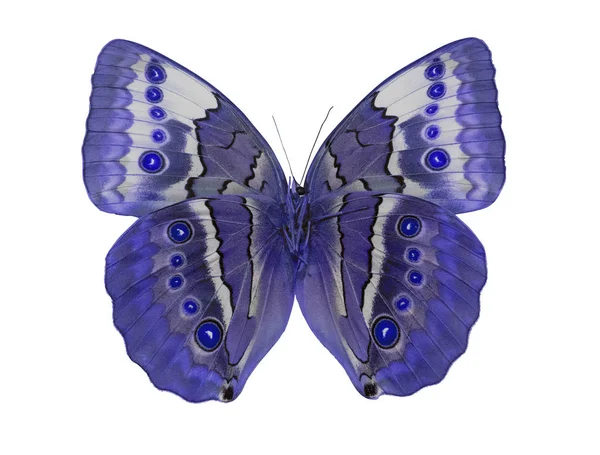 Macro photo of light blue butterfly on white — Stock Photo, Image