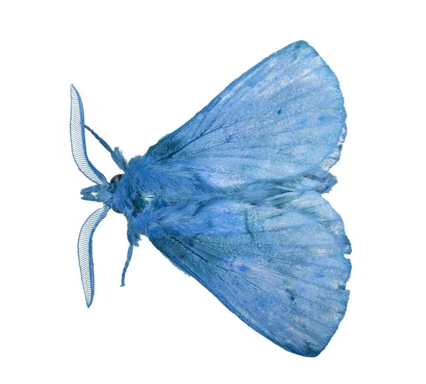 Borboleta azul com grandes antenas — Fotografia de Stock