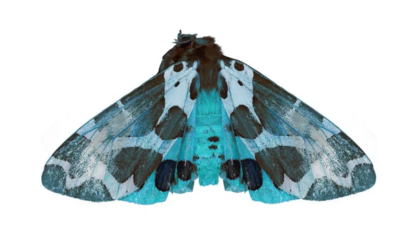 宏的孤立的白色背景上的蓝色蝴蝶的照片 — 图库照片