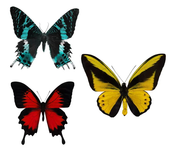 Macro of three tropical butterflies on white — Stock Photo, Image