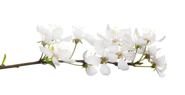 Вишня с изолированными большими белыми цветами — стоковое фото