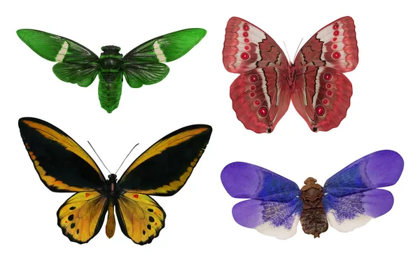 Four tropical butterflies on white — Stock Photo, Image