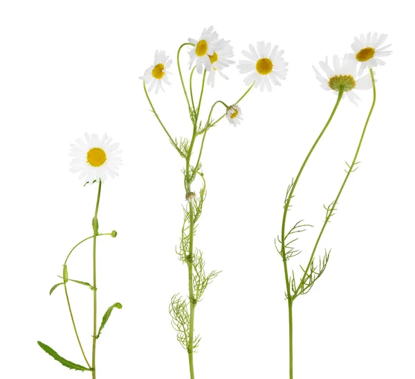 Τρία ωραία χαμομήλι λουλούδια σε λευκό — Φωτογραφία Αρχείου