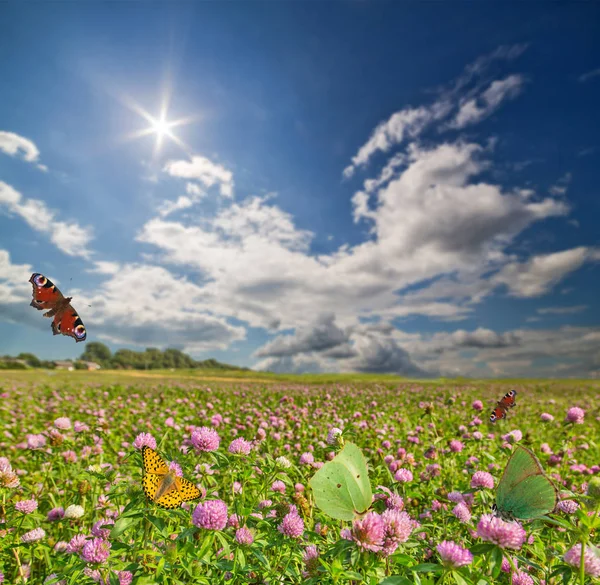 Papillons au-dessus prairie de trèfles roses — Photo