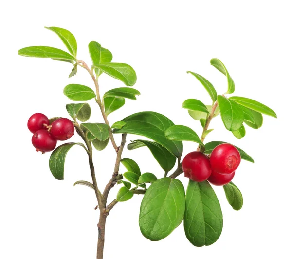 Six cowberries on green branch — Stock Photo, Image