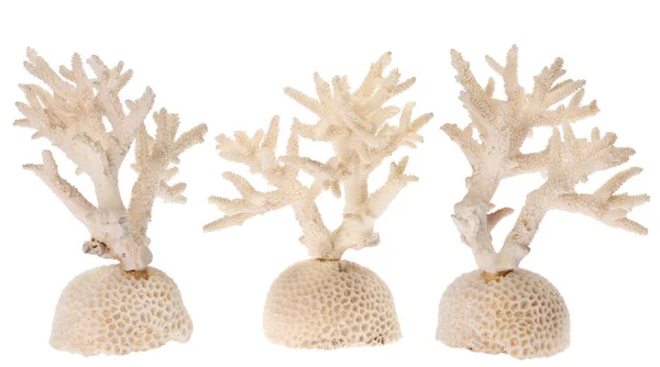 Isolerade tre vita korall grenar — Stockfoto