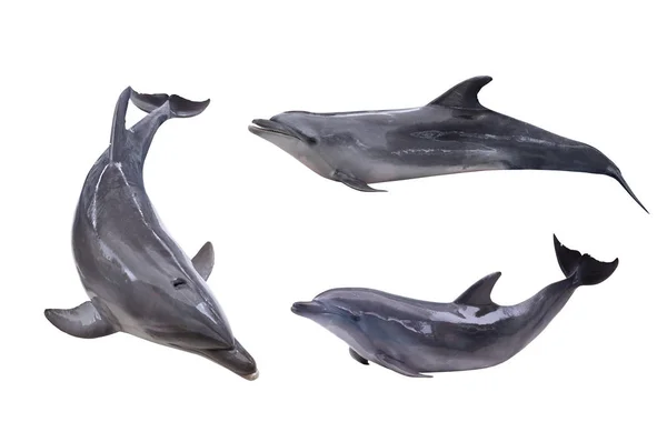 Samling av tre isolerade grå delfiner — Stockfoto
