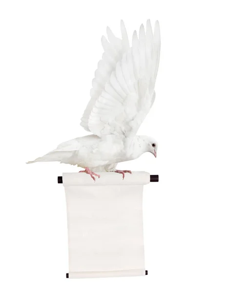 Pomba isolada voando com pergaminho branco — Fotografia de Stock