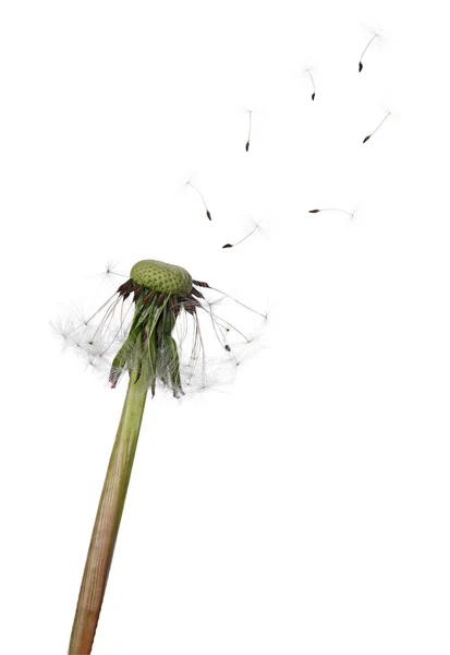 Halbbödiger isolierter Löwenzahn und sieben fliegende Samen — Stockfoto