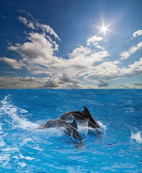 太陽の下で青い水の中の灰色のイルカ — ストック写真