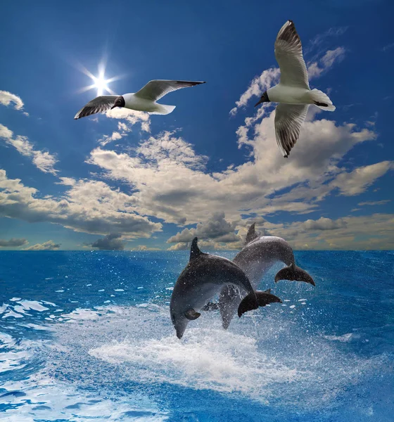 Dois golfinhos cinzentos e duas gaivotas no mar — Fotografia de Stock