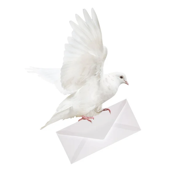 Isolierte weiße Taube trägt Umschlag — Stockfoto