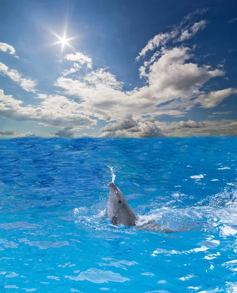 Delfín pequeño en salpicaduras de agua — Foto de Stock
