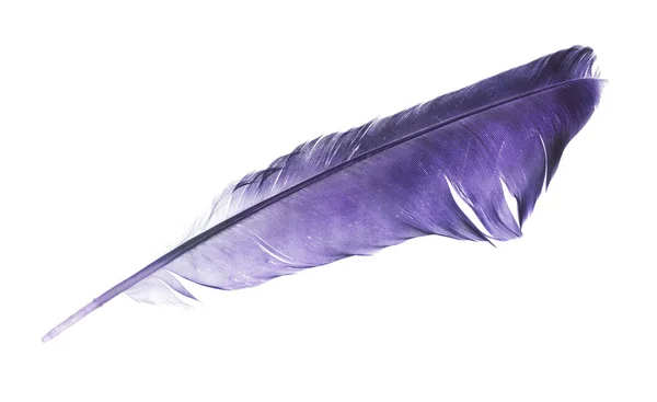 Pena de pássaro lilás escuro isolado em branco — Fotografia de Stock