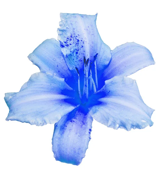 Giglio azzurro fiore isolato su bianco — Foto Stock