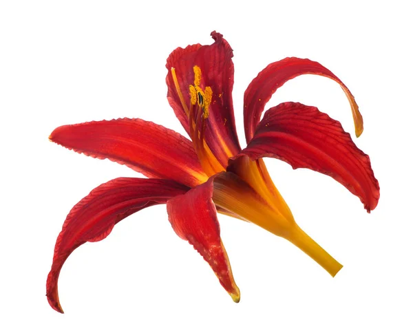 Dark red lily bloom isolated on white — Stock Photo, Image